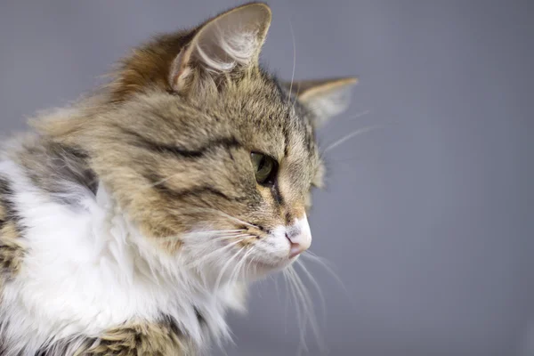 Porträt einer schönen, flauschigen, süßen Katze — Stockfoto