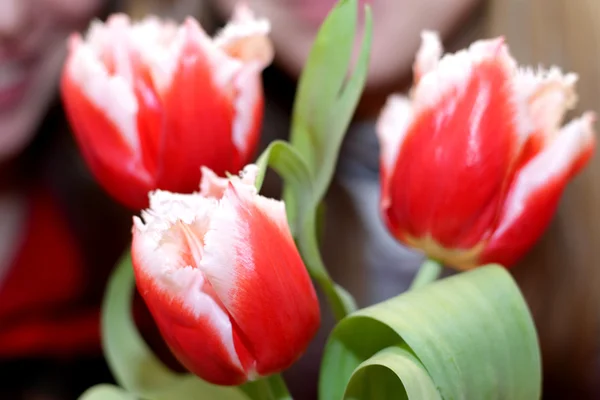 Rode tulp bloemen op tafel — Stockfoto