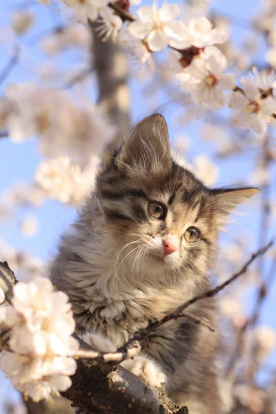 Weinig pluizig kitten op de boom met bloemen — Stockfoto