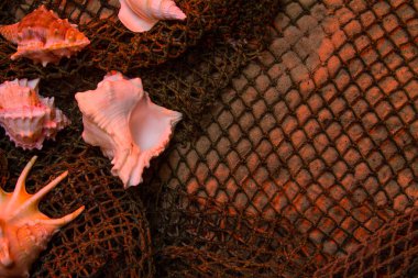 deniz kabuklarını kum üzerinde balık ağlarına dolaşmış