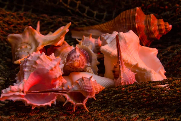 Deniz kabuklarını kum üzerinde balık ağlarına dolaşmış — Stok fotoğraf