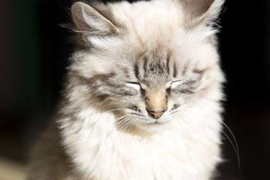 sevimli uykucu kedicik