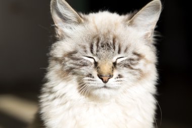 sevimli uykucu kedicik