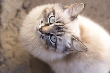 Bahar çerçevesi üst sokakta yürüyen güzel yavru kedi