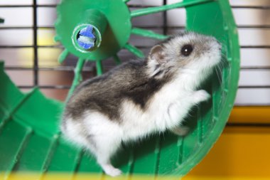 bir tekerlek üzerinde çalışan active hamster