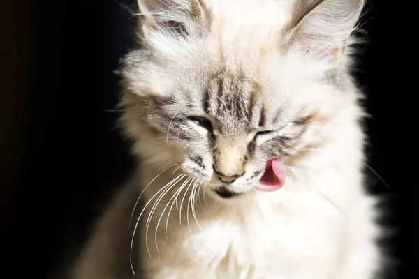 Красиві кішка лизали — стокове фото