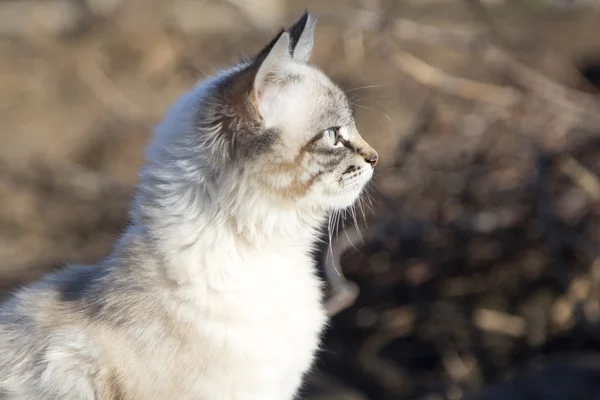 Gatinho bonito andando na rua na primavera — Fotografia de Stock