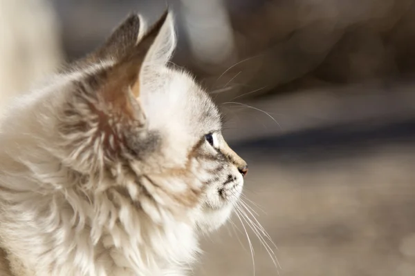 Retrato de gatinho fofo — Fotografia de Stock