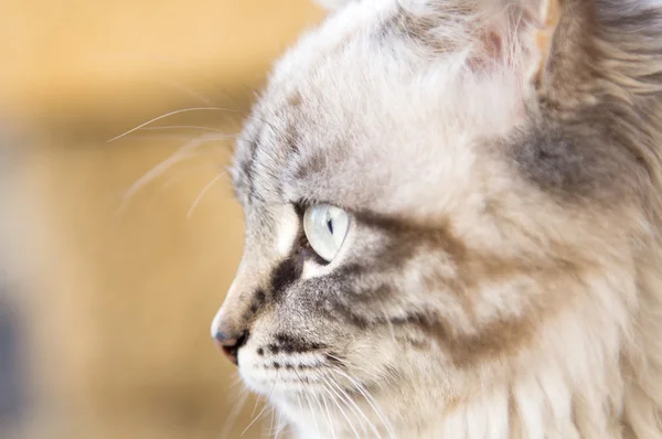 Portret puszysty kotek — Zdjęcie stockowe