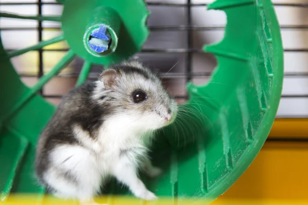 Actieve hamster waarop een wiel — Stockfoto