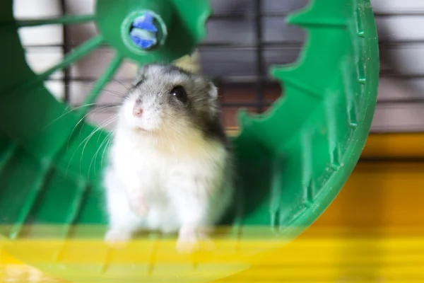 Actieve hamster waarop een wiel — Stockfoto