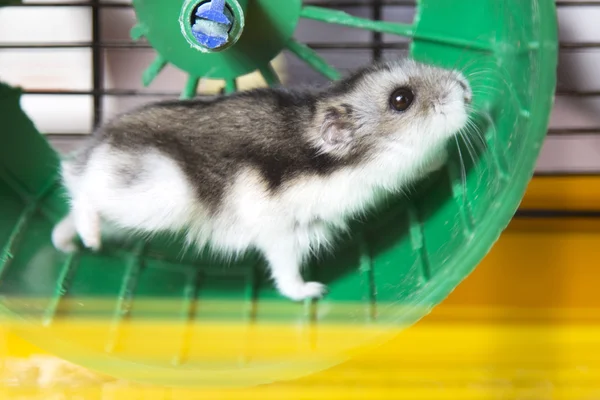 Aktiva hamster körs på ett hjul — Stockfoto