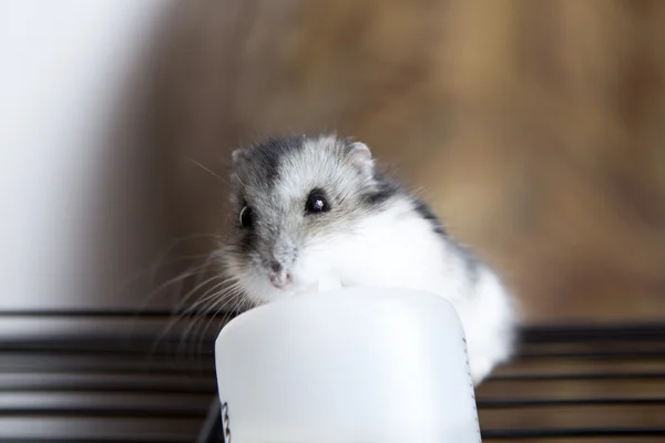 Hamster drinks water from a container — Stock Photo, Image