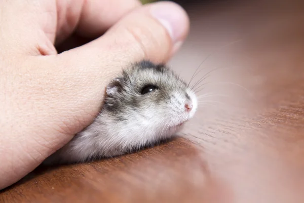 Little hamster in the hand of man — Stock Photo, Image