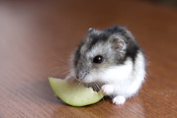 Lindo hámster come una rebanada de manzana —  Fotos de Stock