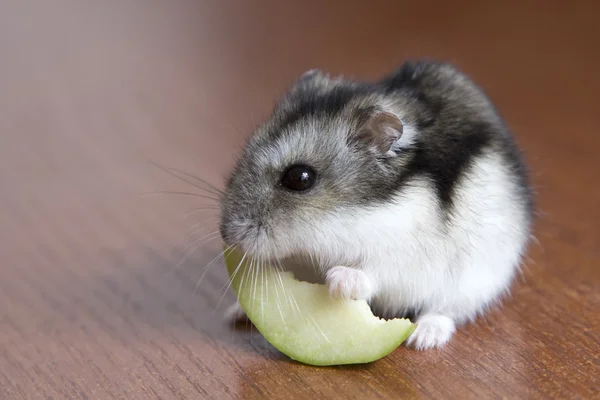 Ładny chomik zjada kawałek jabłka — Zdjęcie stockowe