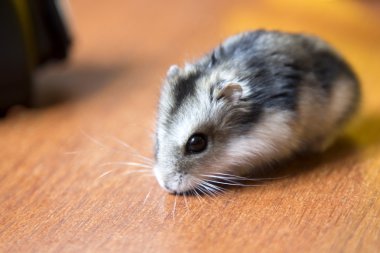 masada oturan güzel hamster