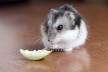şirin hamster bir dilim elma yiyor