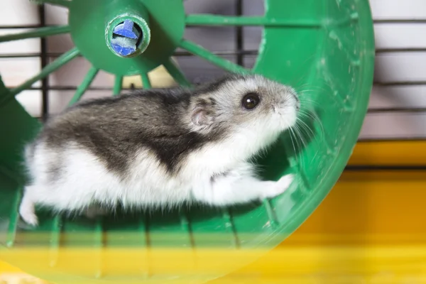 Actieve hamster waarop een wiel — Stockfoto