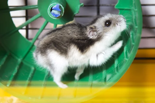 Active hamster running on a wheel — Stock Photo, Image