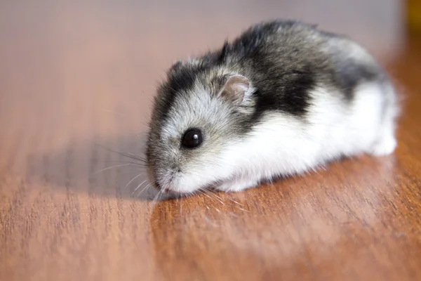 Beautiful hamster sitting on the table — Stock Photo, Image