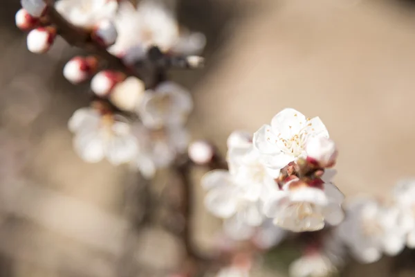Fondo textura primavera floración árbol — Foto de Stock