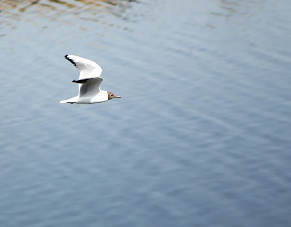 Mouette survolant l'eau — Photo