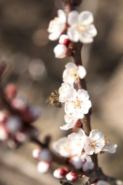 Arı çiçek kayısı ağacı pollinates