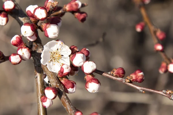 Çiçekli meyve ağacı dalları — Stok fotoğraf