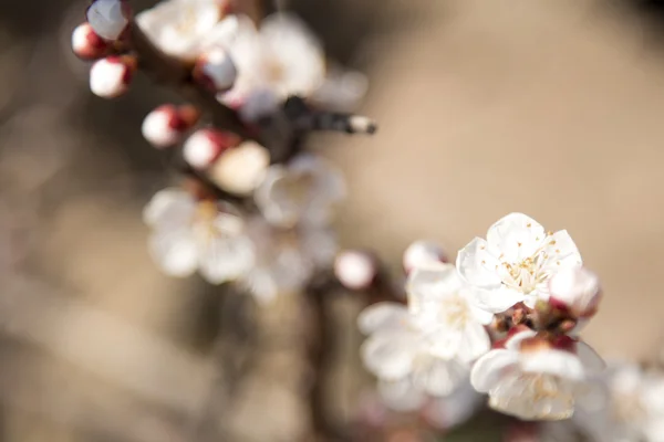 Çiçekli meyve ağacı dalları — Stok fotoğraf