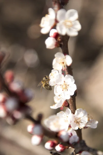 Arı çiçek kayısı ağacı pollinates — Stok fotoğraf