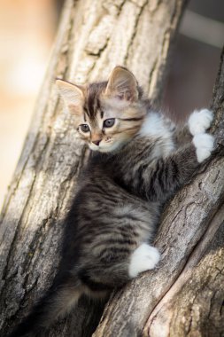 küçük kedi ağaç