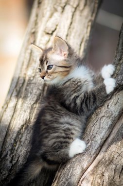 küçük kedi ağaç