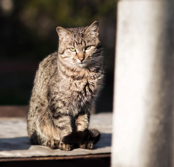 一只猫在大街上的肖像 — 图库照片