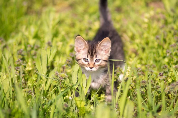 Küçük kedi yavrusu yeşil çim yürür — Stok fotoğraf