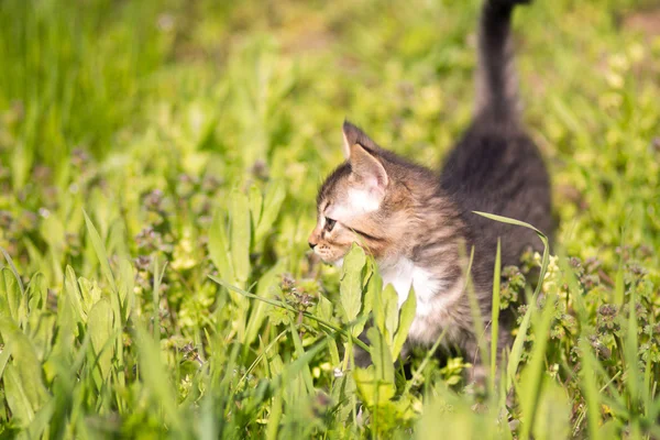 Gatinho anda na grama verde — Fotografia de Stock