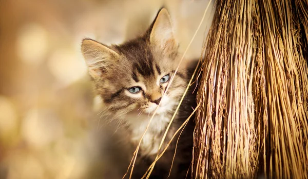Retrato de un lindo gatito con una escoba — Foto de Stock