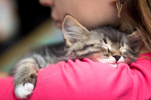 Portrait of a cute kitten sleeping on her shoulder — Stock Photo, Image