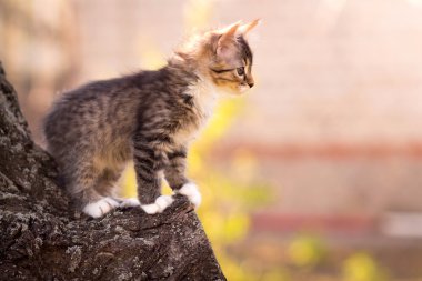 bir ağacın altında oturup küçük tüylü yavru kedi
