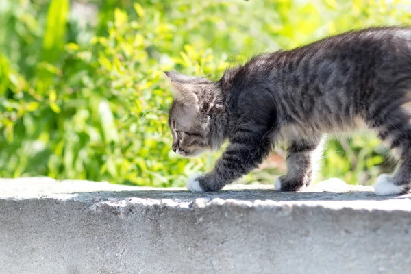 Porträtt av en vacker liten kattunge på natur — Stockfoto