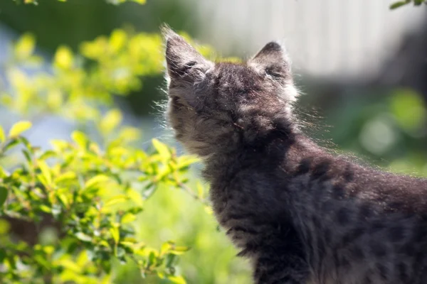 Retrato de um lindo gatinho na natureza — Fotografia de Stock