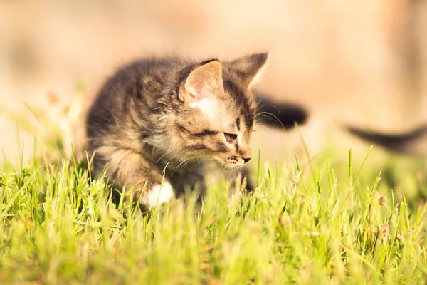 草の中を歩いて小さなフワフワ子猫 — ストック写真