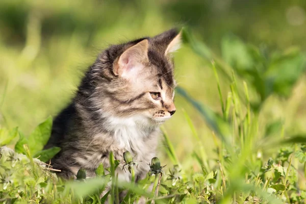 Kleine pluizig kitten wandelen in gras — Stockfoto