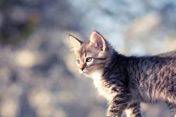 Portrait of a beautiful little kitten on the nature — Stock Photo, Image