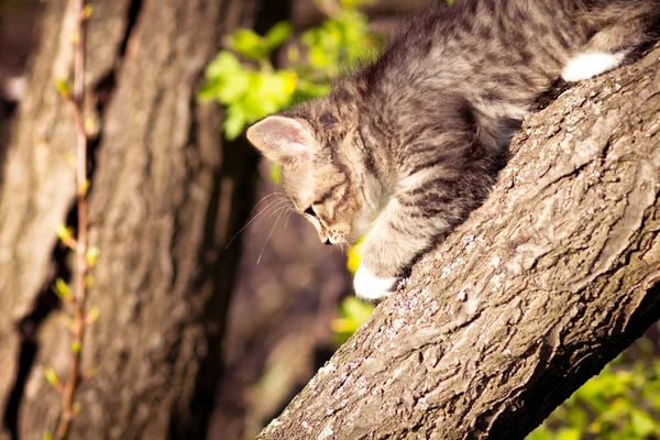 Küçük tüylü yavru kedi ağaca tırmanıyor — Stok fotoğraf