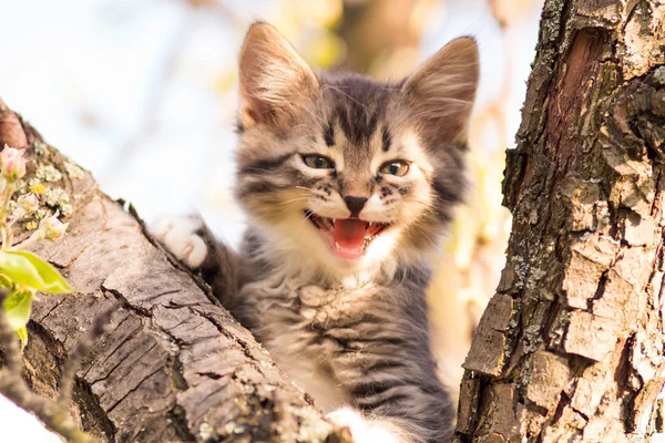 Bir ağacın altında oturup küçük tüylü yavru kedi — Stok fotoğraf