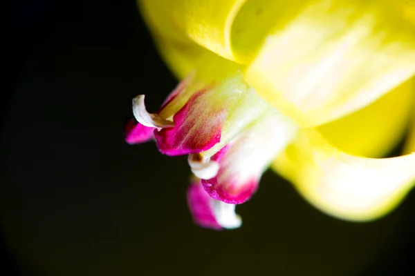 Siyah frenk üzümü bir çiçek yakın çekim fotoğraf — Stok fotoğraf