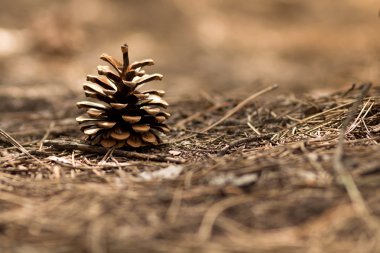 Yere çam kozalağı koy.