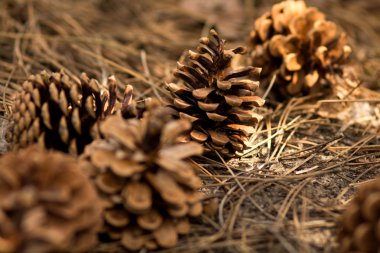 Yere çam kozalağı koy.