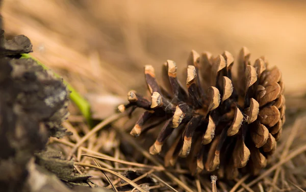 Pine cone on the ground Royalty Free Stock Photos